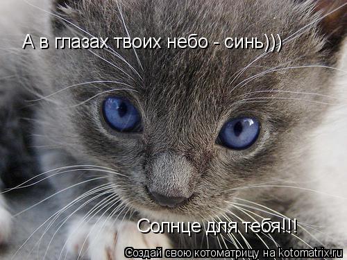 Котоматрица: А в глазах твоих небо - синь))) Солнце для тебя!!!