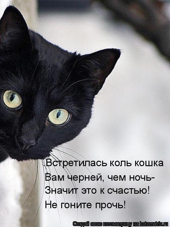 .Встретилась коль кошка Вам черней, чем ночь- Значит это к счастью! Не гоните прочь!... Котоматрица: .Встретилась коль кошка Вам черней, чем ночь- Значит это к счастью! Не гоните прочь!