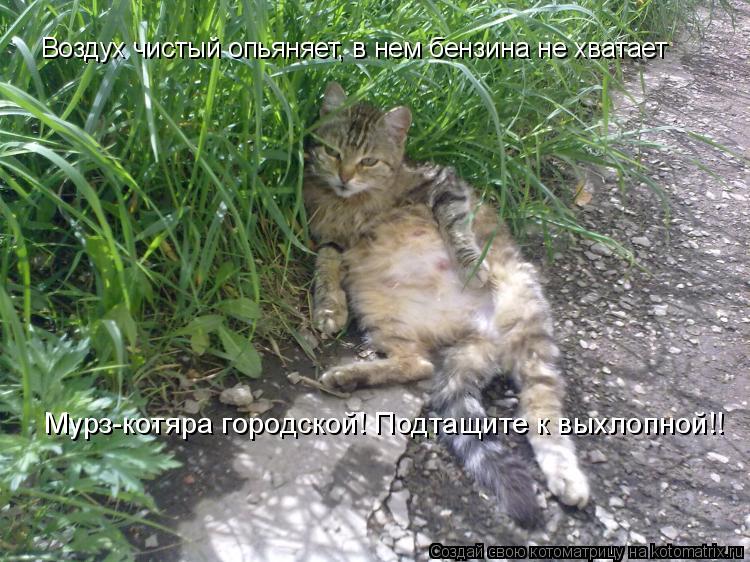Воздух чистый опьяняет, в нем бензина не хватает Мурз-котяра городской! Подтащите к выхлопной!!... Котоматрица: Воздух чистый опьяняет, в нем бензина не хватает Мурз-котяра городской! Подтащите к выхлопной!!