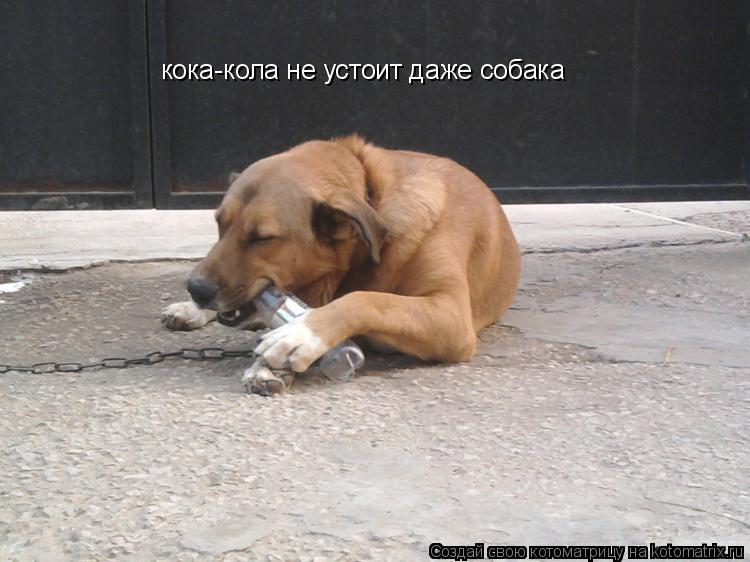 Котоматрица: кока-кола не устоит даже собака