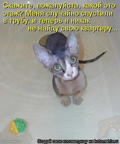 Котоматрица: Скажите, пожалуйста, какой это  этаж? Меня случайно спустили  в трубу, и теперь я никак  не найду свою квартиру...