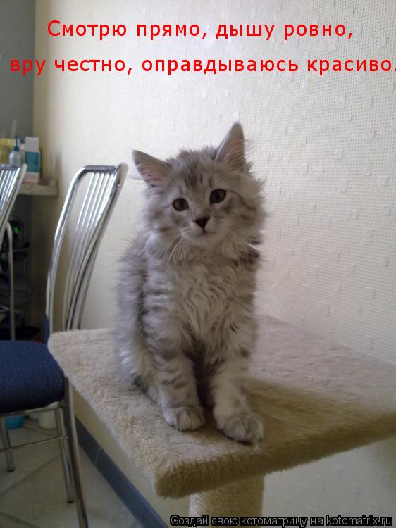 Котоматрица: Смотрю прямо, дышу ровно,  вру честно, оправдываюсь красиво…