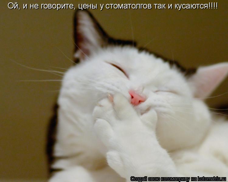 Котоматрица: Ой, и не говорите, цены у стоматолгов так и кусаются!!!!