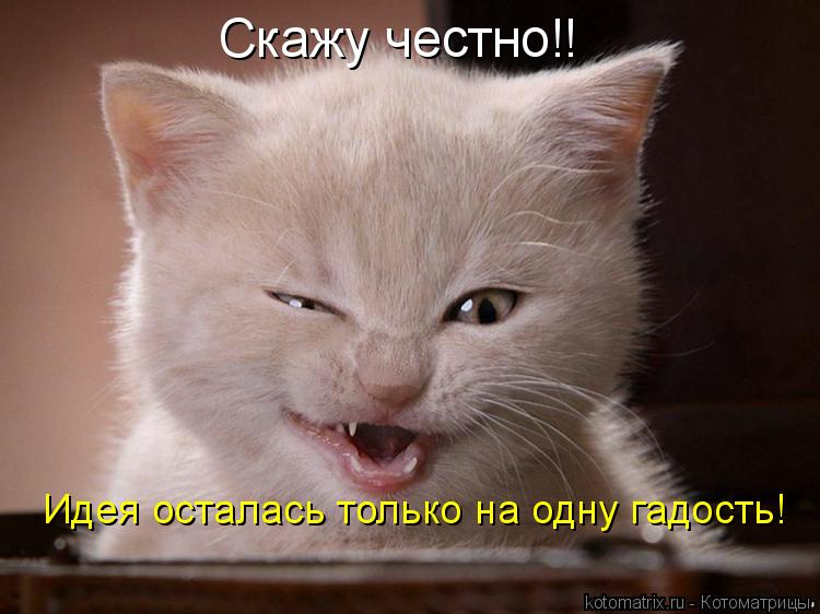 Котоматрица: Скажу честно!! Идея осталась только на одну гадость!