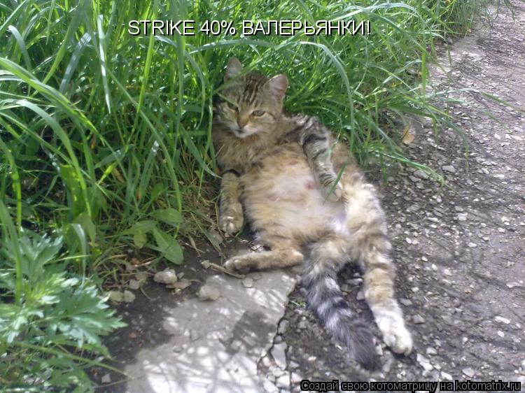 Котоматрица: STRIKE 40% ВАЛЕРЬЯНКИ!