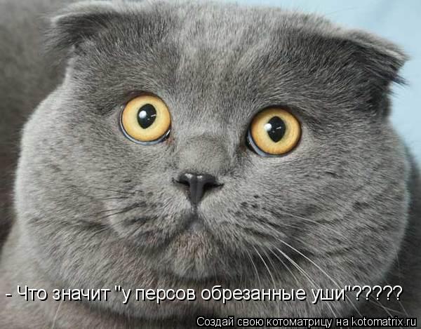 Котоматрица: - Что значит "у персов обрезанные уши"?????
