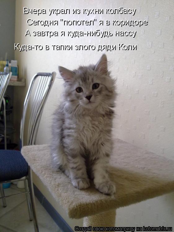 Котоматрица: Вчера украл из кухни колбасу Сегодня "попотел" я в коридоре А завтра я куда-нибудь нассу Куда-то в тапки злого дяди Коли