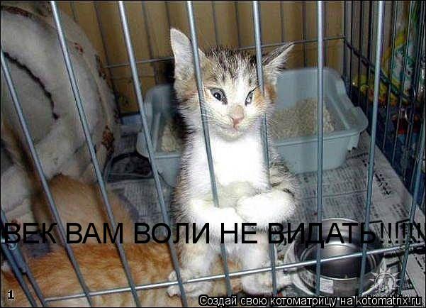 Котоматрица: ВЕК ВАМ ВОЛИ НЕ ВИДАТЬ!!!!!!!!