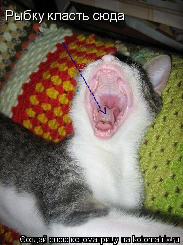 Котоматрица: Рыбку класть сюда ----------------->