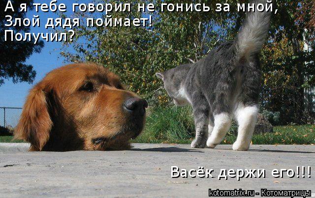 Котоматрица: А я тебе говорил не гонись за мной  А я тебе говорил не гонись за мной, Злой дядя поймает! Получил? Васёк держи его!!!