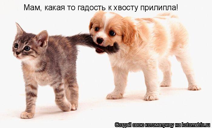 Котоматрица: Мам, какая то гадость к хвосту прилипла!
