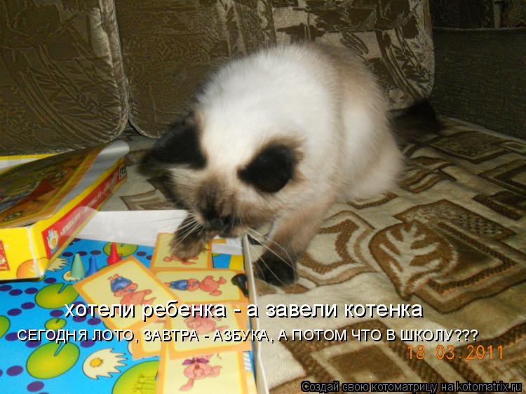 Котоматрица: хотели ребенка - а завели котенка СЕГОДНЯ ЛОТО, ЗАВТРА - АЗБУКА, А ПОТОМ ЧТО В ШКОЛУ???