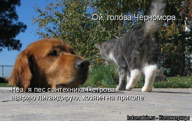Котоматрица: - Ой, голова Черномора... -Неа, я пес сантехника Петрова, аварию ликвидирую, хозяин на приколе.