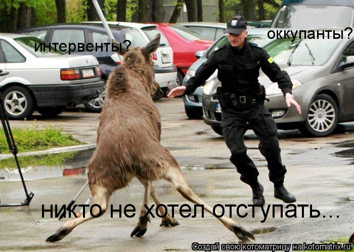 Котоматрица: оккупанты? интервенты? никто не хотел отступать...