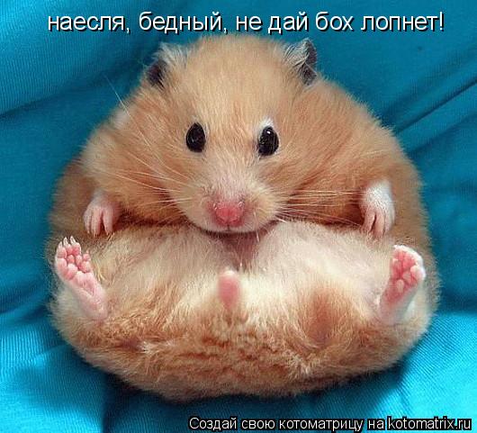 Котоматрица: наесля, бедный, не дай бох лопнет!