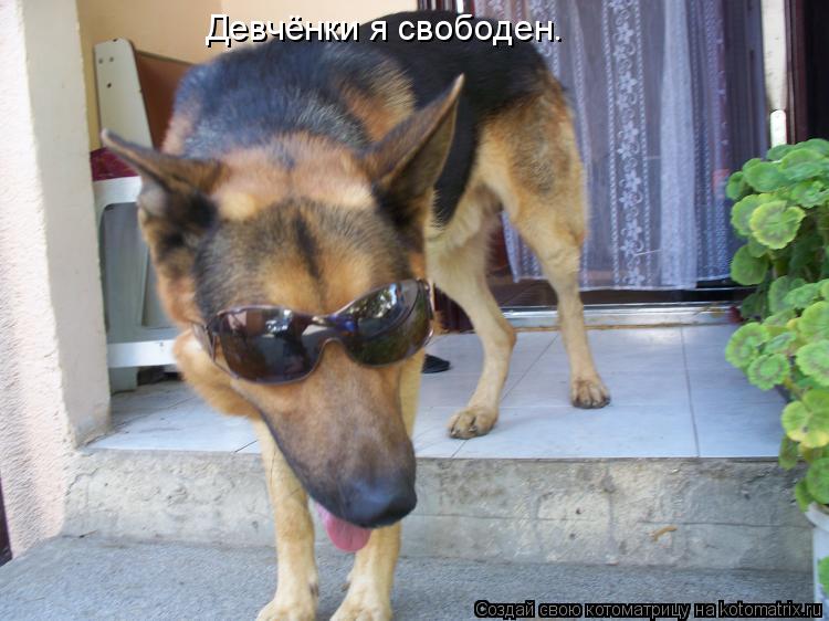Котоматрица: Девчёнки я свободен.