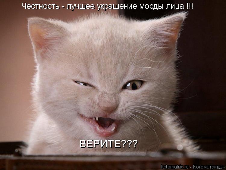 Котоматрица: Честность - лучшее украшение морды лица !!! ВЕРИТЕ???