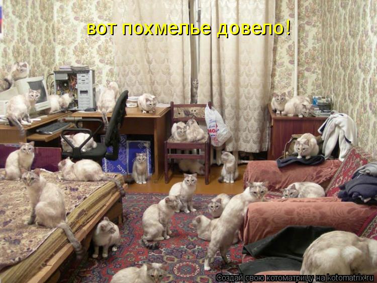 Котоматрица: вот похмелье довело!