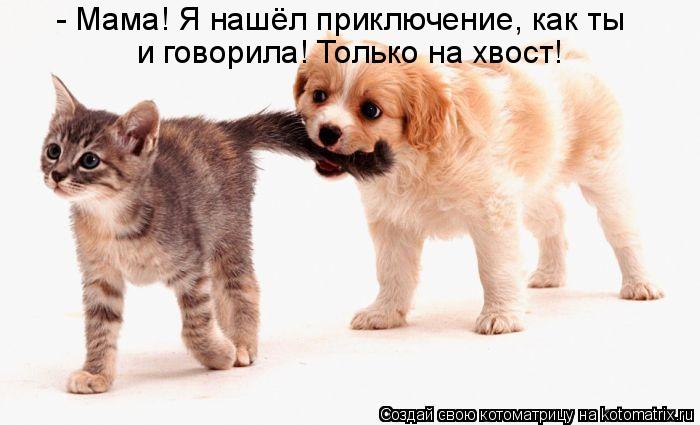Котоматрица: - Мама! Я нашёл приключение, как ты и говорила! Только на хвост!