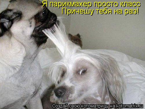 Котоматрица: Я парикмахер просто класс Причешу тебя на раз!