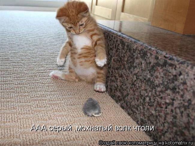 Котоматрица: ААА серый ,мохнатый волк чтоли
