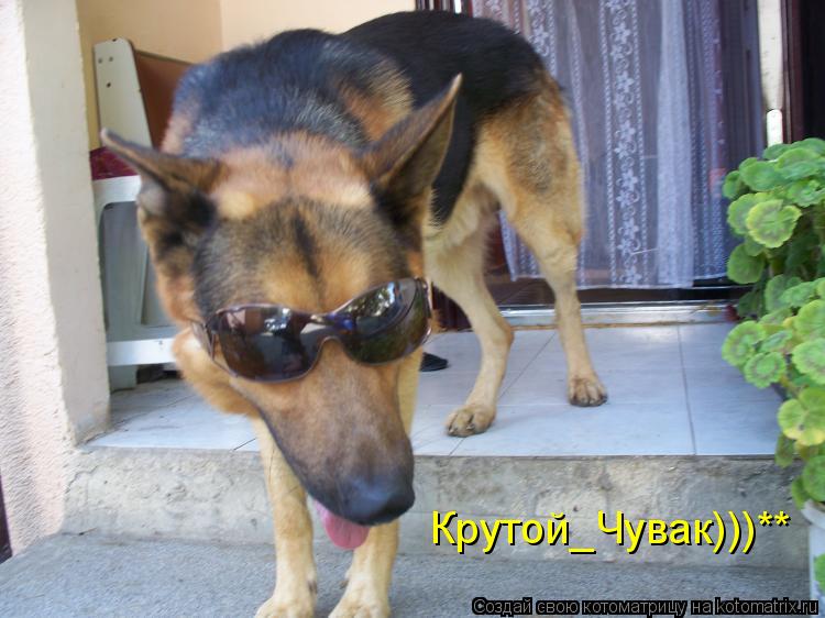 Котоматрица: Крутой_Чувак)))**