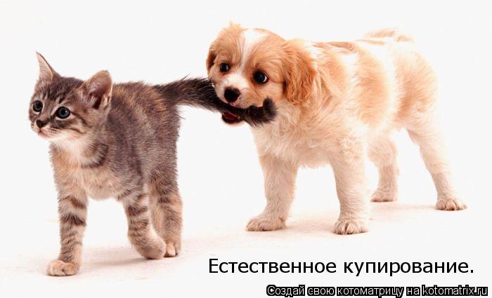 Котоматрица: Естественное купирование.