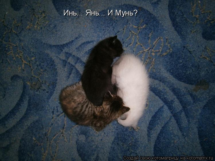 Котоматрица: Инь... Янь... И Мунь?