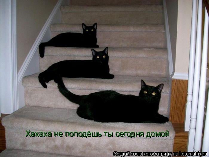 Котоматрица: Хахаха не поподёшь ты сегодня домой