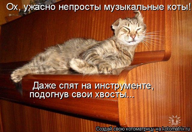 Ох, ужасно непросты музыкальные коты! Даже спят на инструменте, подогнув свои хвосты...... Котоматрица: Ох, ужасно непросты музыкальные коты! Даже спят на инструменте, подогнув свои хвосты...