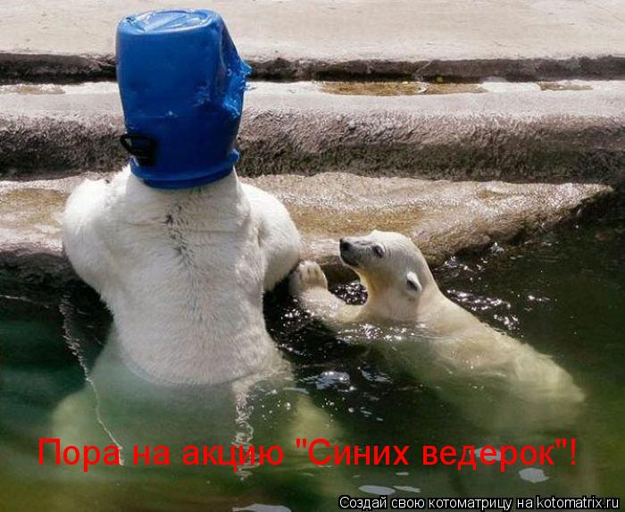 Пора на акцию "Синих ведерок"!... Котоматрица: Пора на акцию "Синих ведерок"!