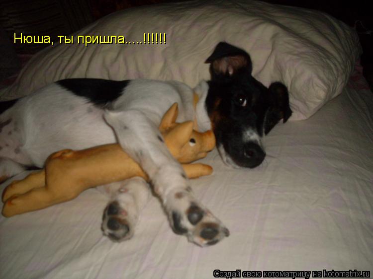 Нюша, ты пришла.....!!!!!!... Котоматрица: Нюша, ты пришла.....!!!!!!