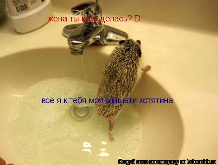 жена ты куда делась? D: всё я к тебя моя мышати,котятина... Котоматрица: жена ты куда делась? D: всё я к тебя моя мышати,котятина