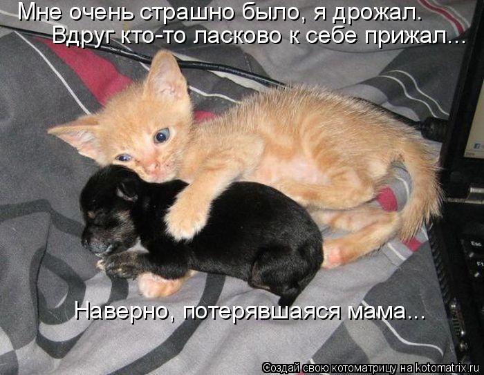 Мне очень страшно было, я дрожал. Вдруг кто-то ласково к себе прижал... Наверно, потерявшаяся мама...... Котоматрица: Мне очень страшно было, я дрожал. Вдруг кто-то ласково к себе прижал... Наверно, потерявшаяся мама...