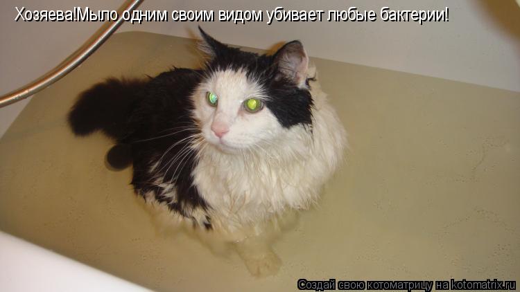 Хозяева!Мыло одним своим видом убивает любые бактерии!... Котоматрица: Хозяева!Мыло одним своим видом убивает любые бактерии!