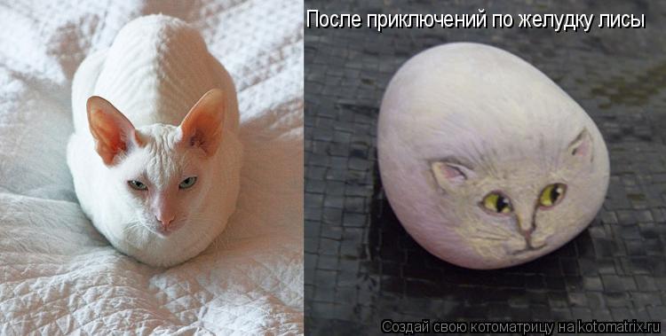 После приключений по желудку лисы... Котоматрица: После приключений по желудку лисы