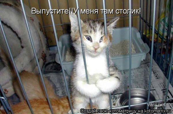 Выпустите!!У меня там столик!... Котоматрица: Выпустите!!У меня там столик!