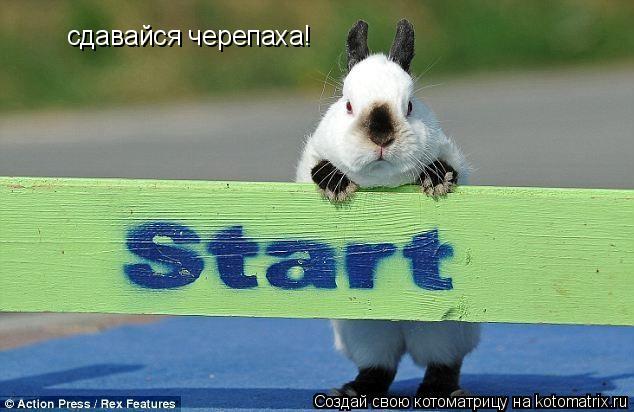 сдавайся черепаха!... Котоматрица: сдавайся черепаха!