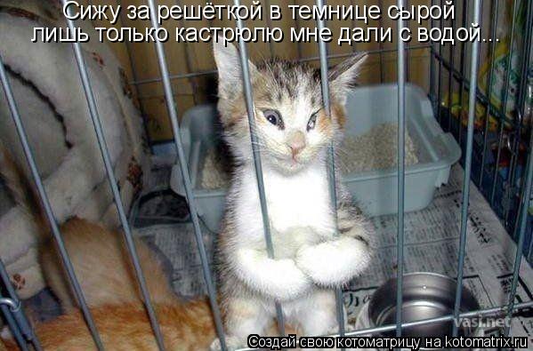 Сижу за решёткой в темнице сырой лишь только кастрюлю мне дали с водой...... Котоматрица: Сижу за решёткой в темнице сырой лишь только кастрюлю мне дали с водой...