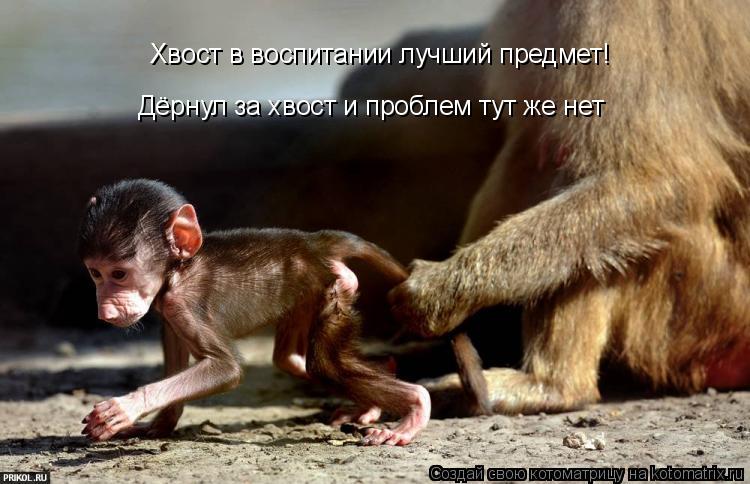 Хвост в воспитании лучший предмет! Дёрнул за хвост и проблем тут же нет... Котоматрица: Хвост в воспитании лучший предмет! Дёрнул за хвост и проблем тут же нет