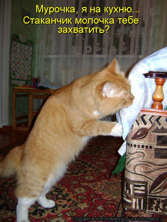 Мурочка, я на кухню... Стаканчик молочка тебе захватить?... Котоматрица: Мурочка, я на кухню... Стаканчик молочка тебе захватить?