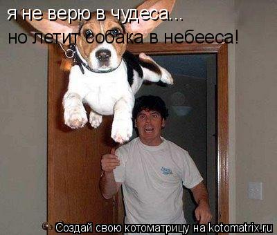 я не верю в чудеса... но летит собака в небееса!... Котоматрица: я не верю в чудеса... но летит собака в небееса!