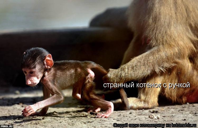 странный котёнок с ручкой... Котоматрица: странный котёнок с ручкой
