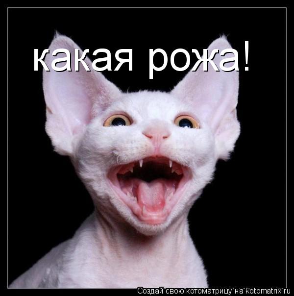 какая рожа!... Котоматрица: какая рожа!