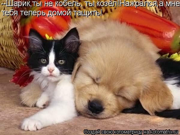 --Шарик,ты не кобель, ты козёл!Нажрался,а мне тебя теперь домой тащить!... Котоматрица: --Шарик,ты не кобель, ты козёл!Нажрался,а мне тебя теперь домой тащить!