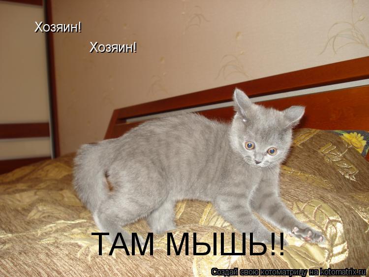 Хозяин! Хозяин! ТАМ МЫШЬ!!... Котоматрица: Хозяин! Хозяин! ТАМ МЫШЬ!!