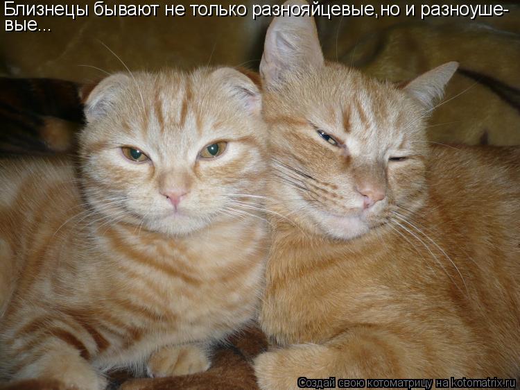 Близнецы бывают не только разнояйцевые,но и разноуше- вые...... Котоматрица: Близнецы бывают не только разнояйцевые,но и разноуше- вые...