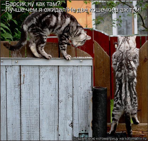 --Барсик,ну как там? --Лучше,чем я ожидал!Не две кошечки,а аж три!... Котоматрица: --Барсик,ну как там? --Лучше,чем я ожидал!Не две кошечки,а аж три!