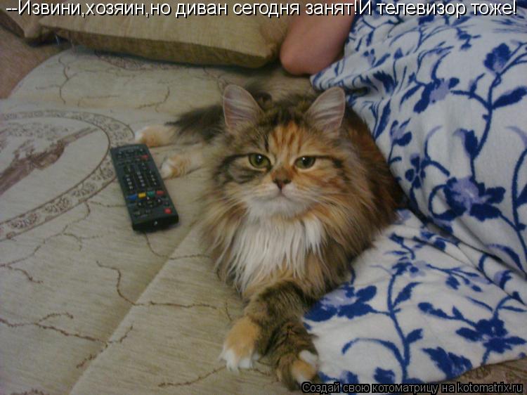 --Извини,хозяин,но диван сегодня занят!И телевизор тоже!... Котоматрица: --Извини,хозяин,но диван сегодня занят!И телевизор тоже!