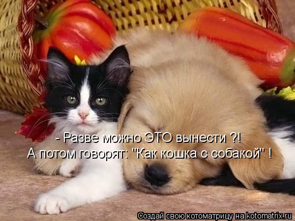 - Разве можно ЭТО вынести ?! А потом говорят: "Как кошка с собакой" !... Котоматрица: - Разве можно ЭТО вынести ?! А потом говорят: "Как кошка с собакой" !